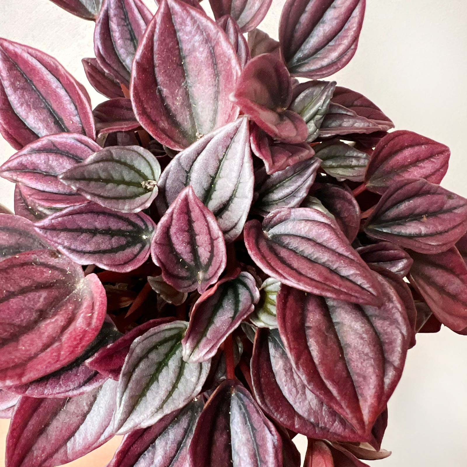 Peperomia Cayenne