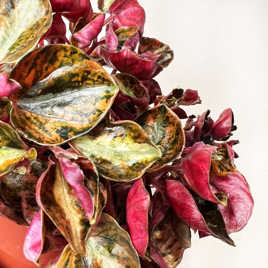 Peperomia metallica 'Creme Brulee'