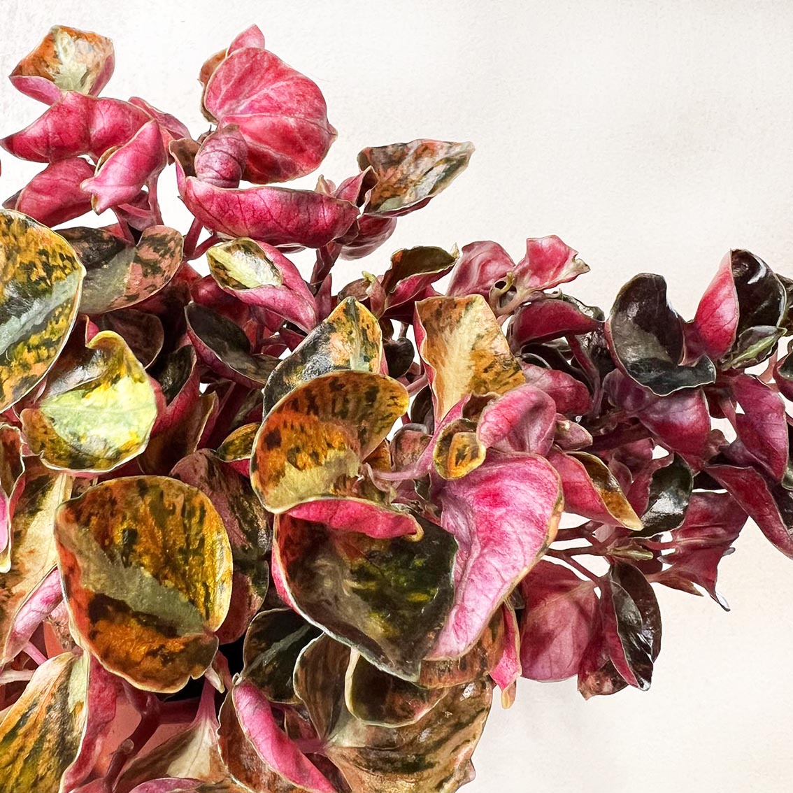 Peperomia metallica 'Creme Brulee'