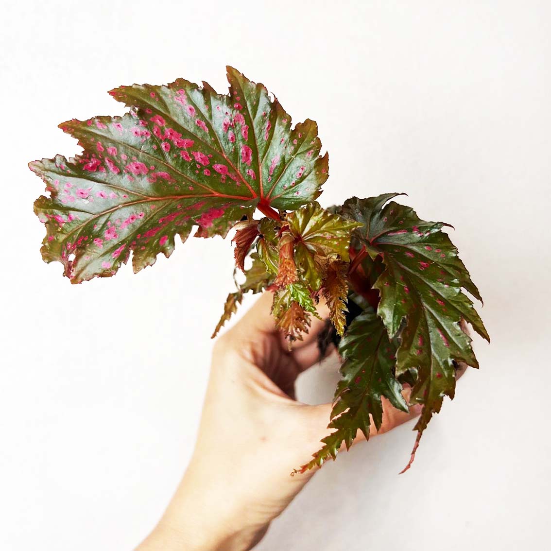 mini Begonia Serratipetala
