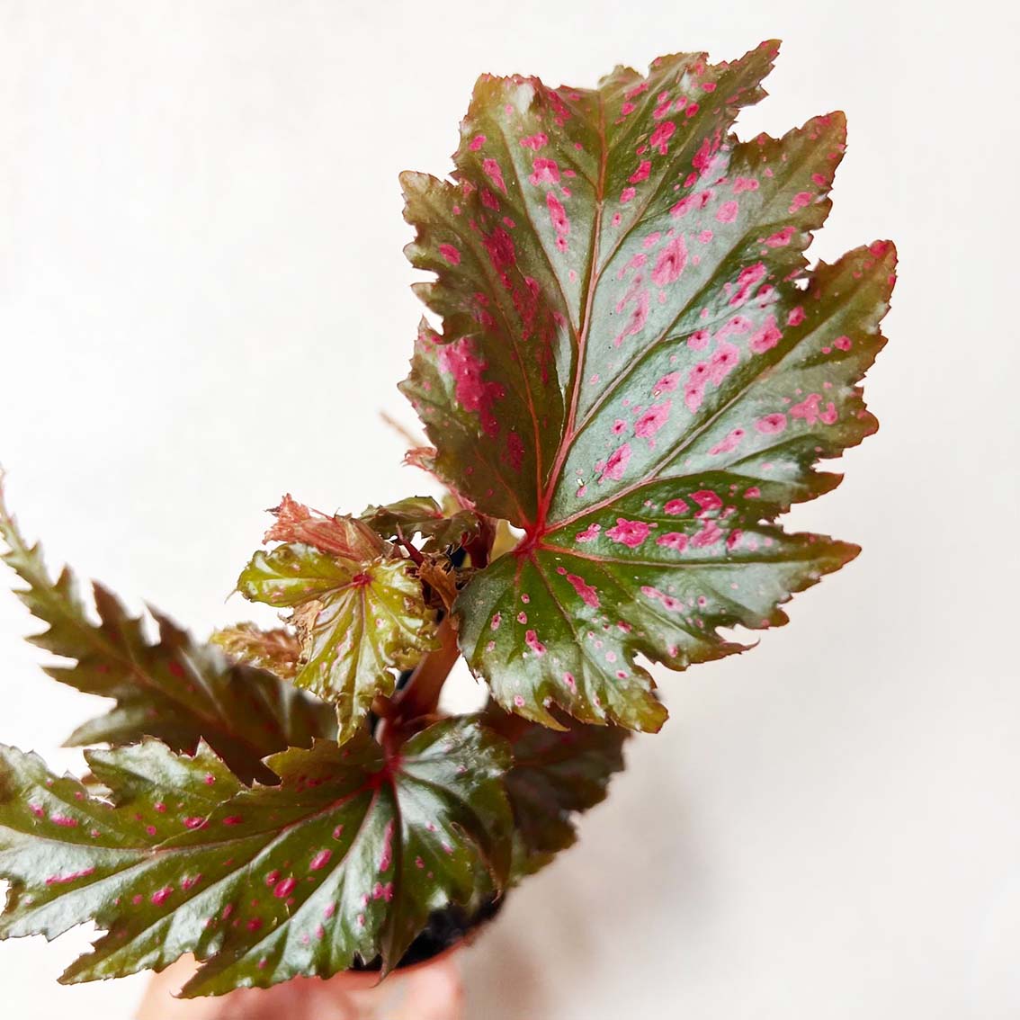 mini Begonia Serratipetala