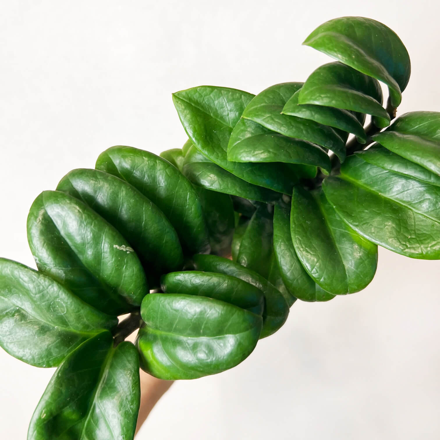 Zamioculcas Zamiifolia Zenzi