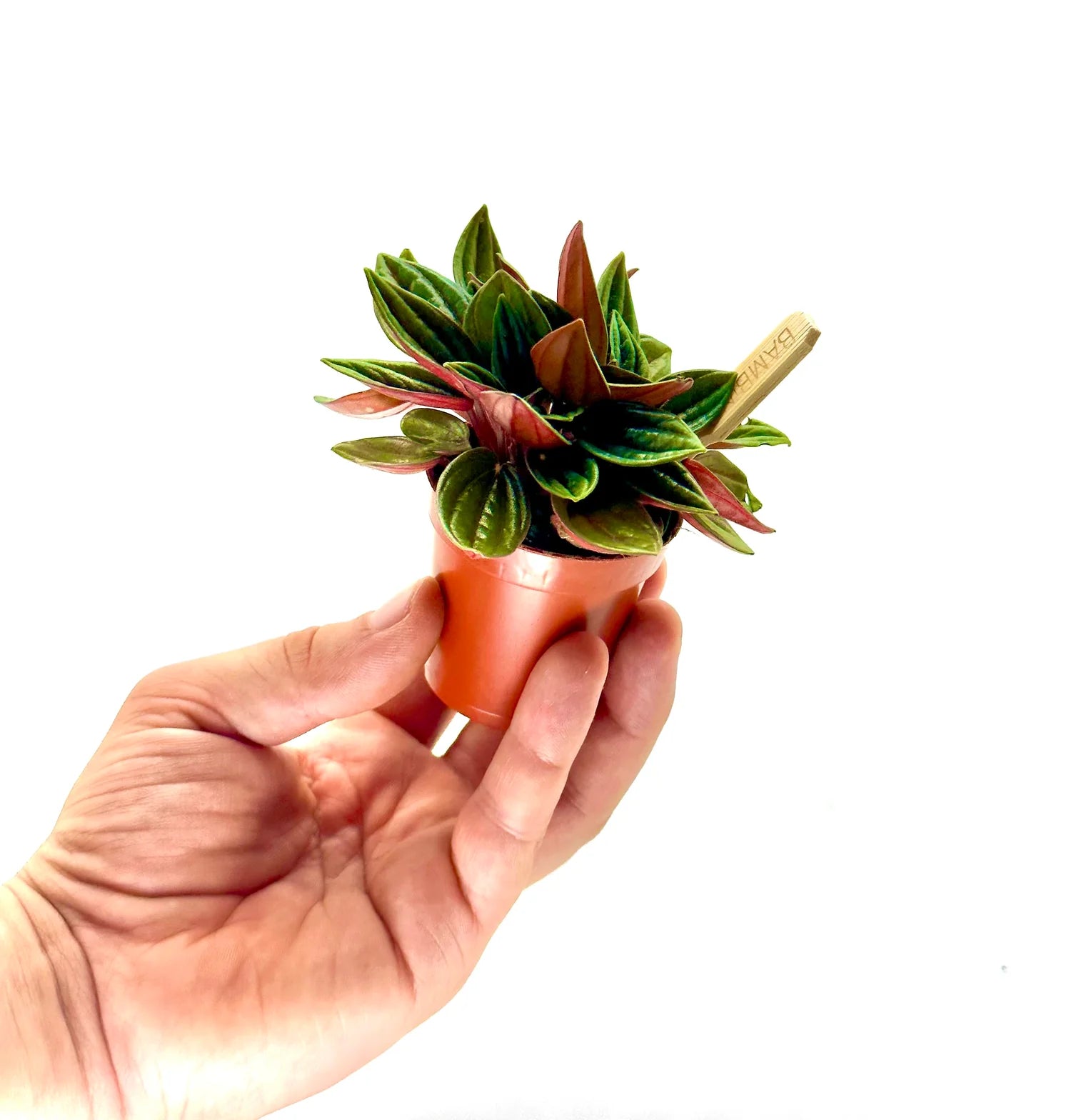 baby Peperomia Caperata Red