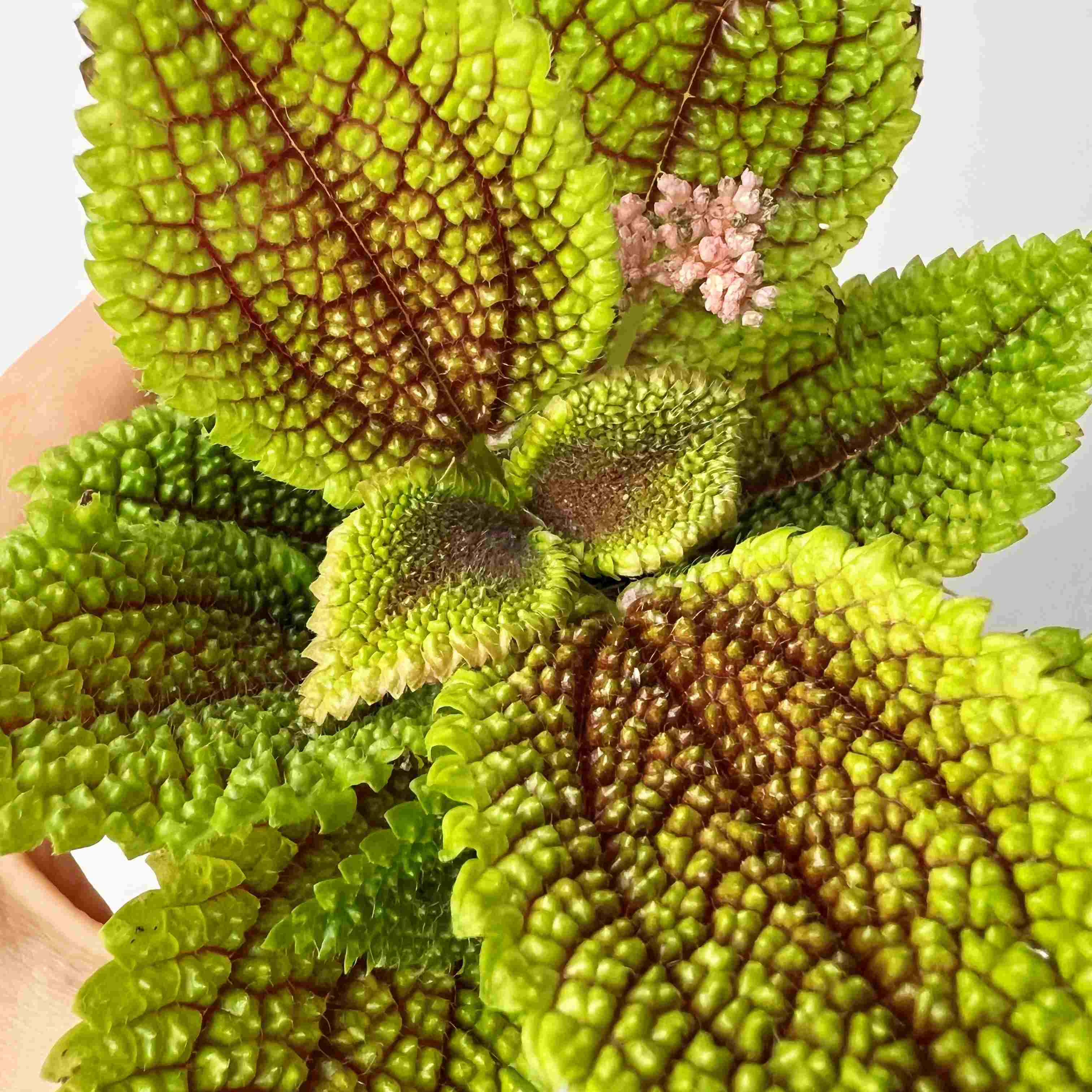 Pilea Mollis Moon Valley