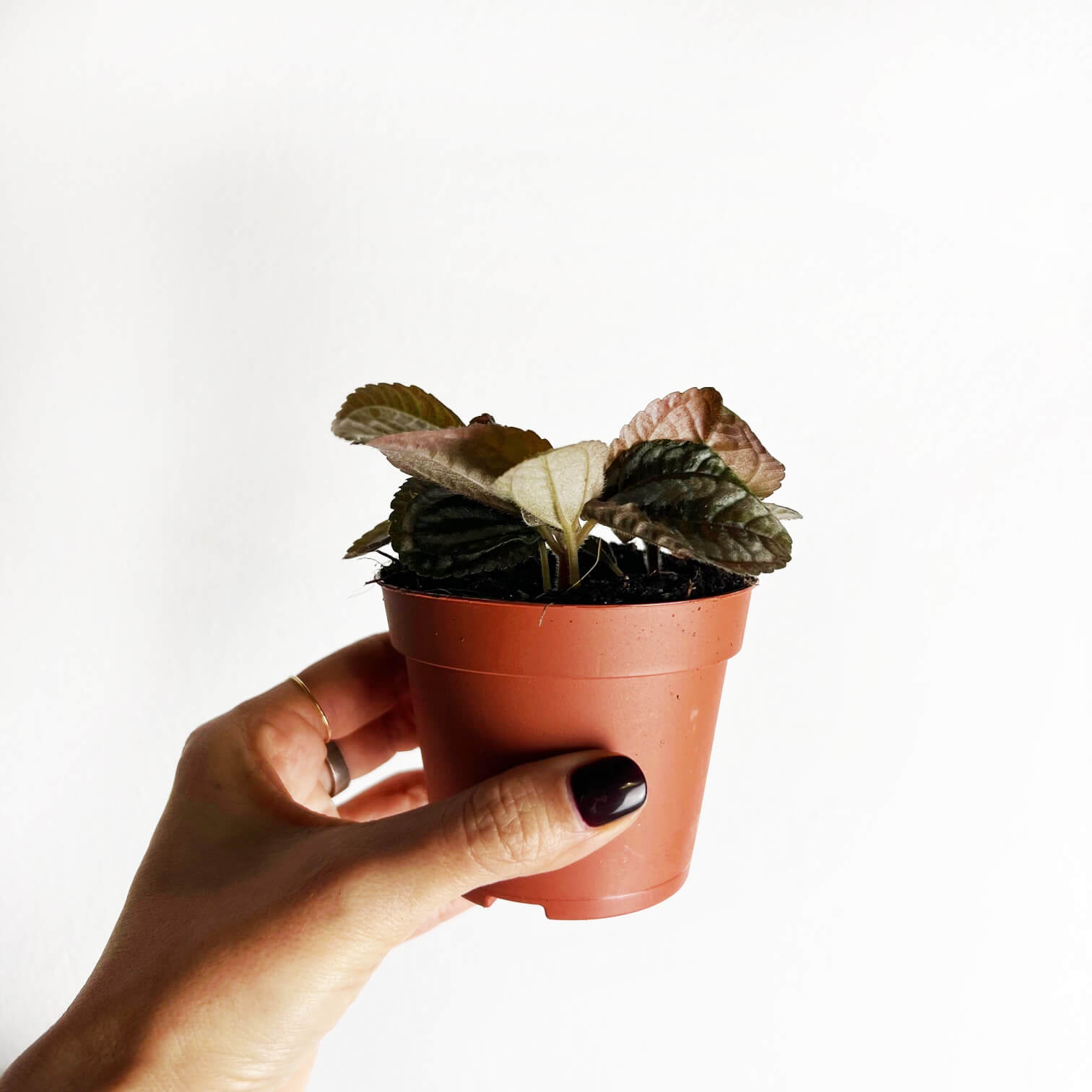 Baby Pilea Norfolk