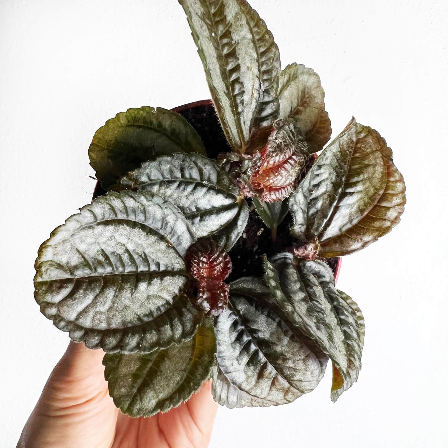 Baby Pilea Norfolk