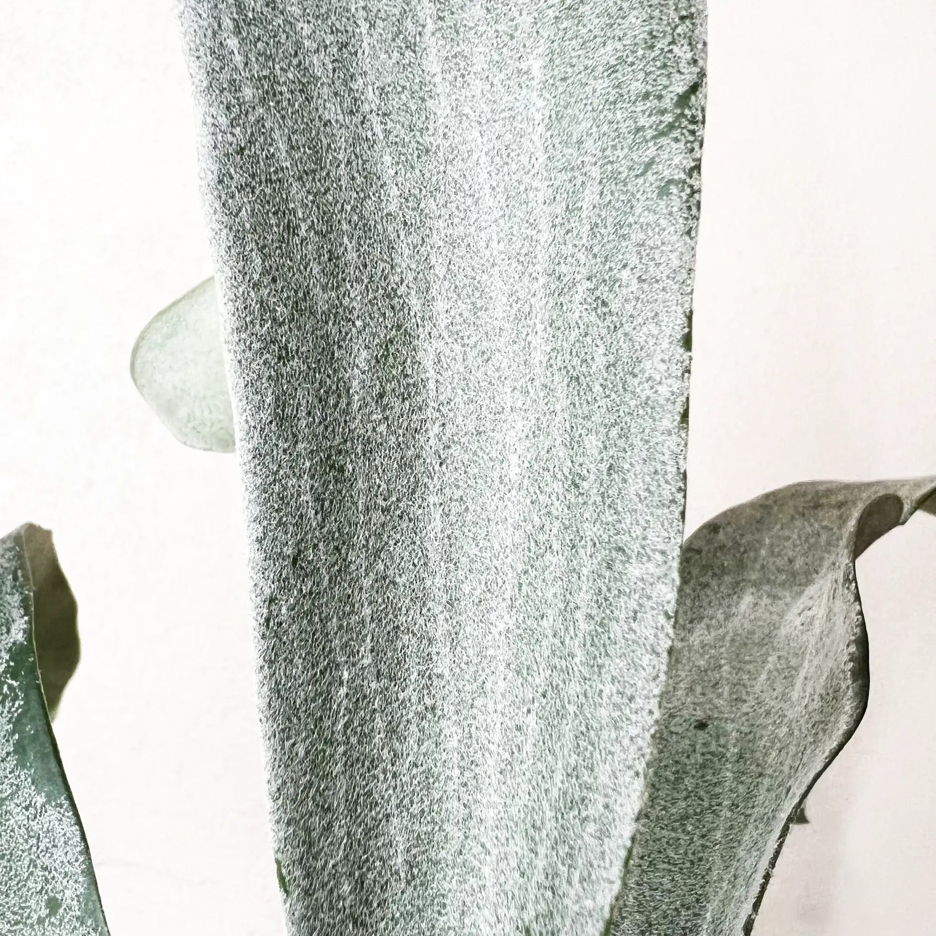 Platycerium Omo White Lover