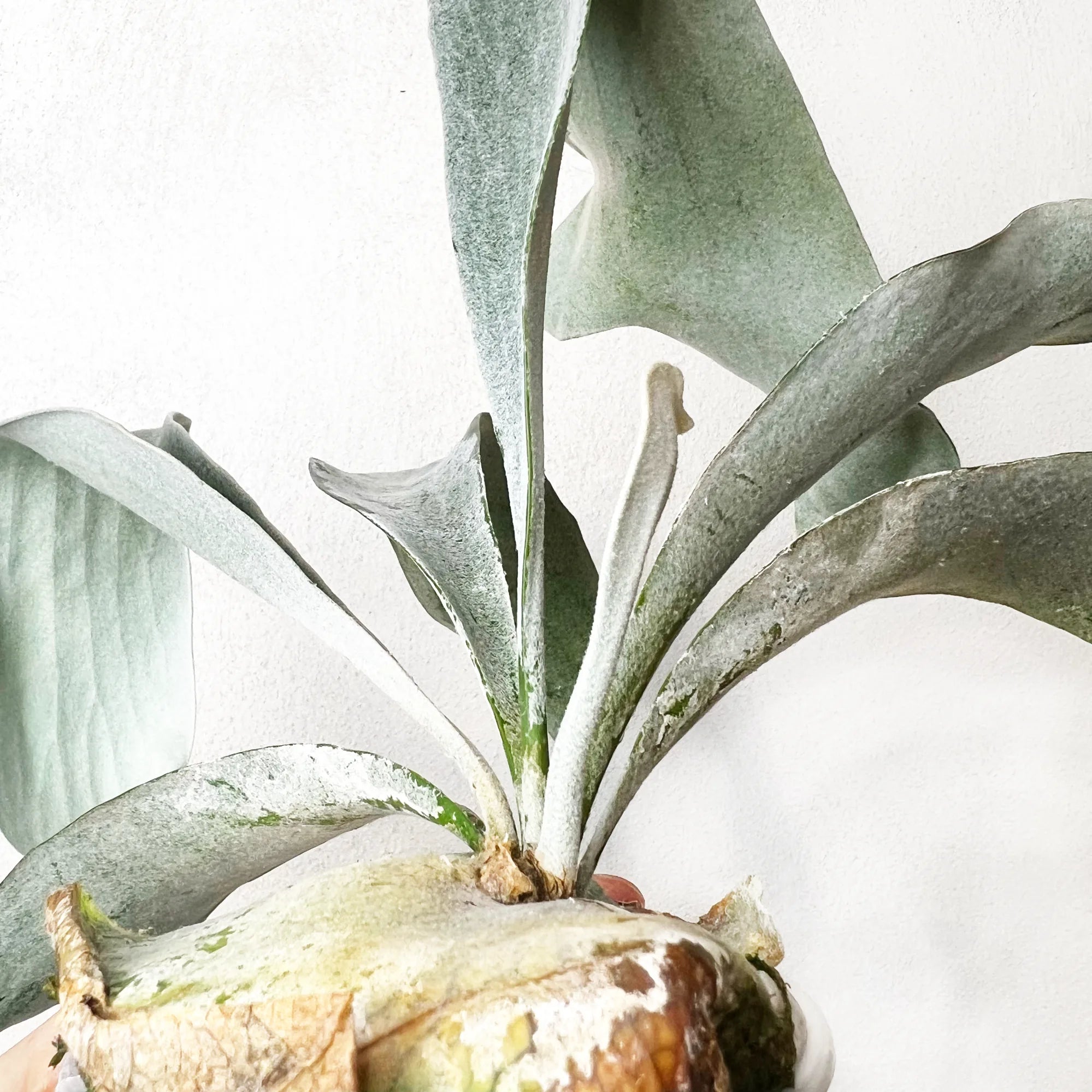 Platycerium Omo White Lover