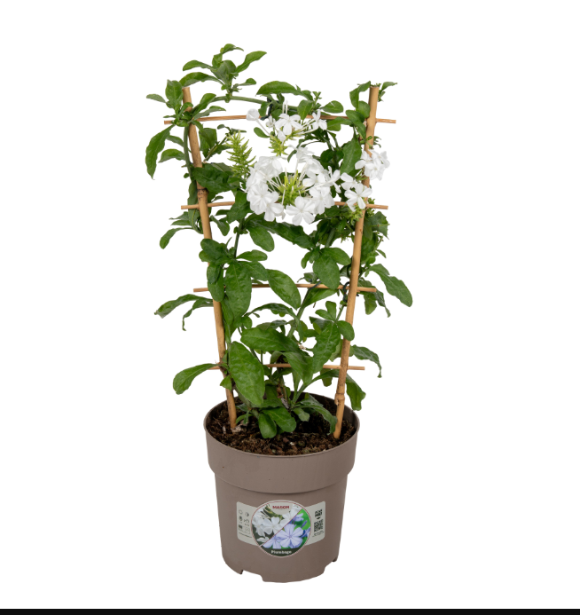 Plumbago capensis “Alba”