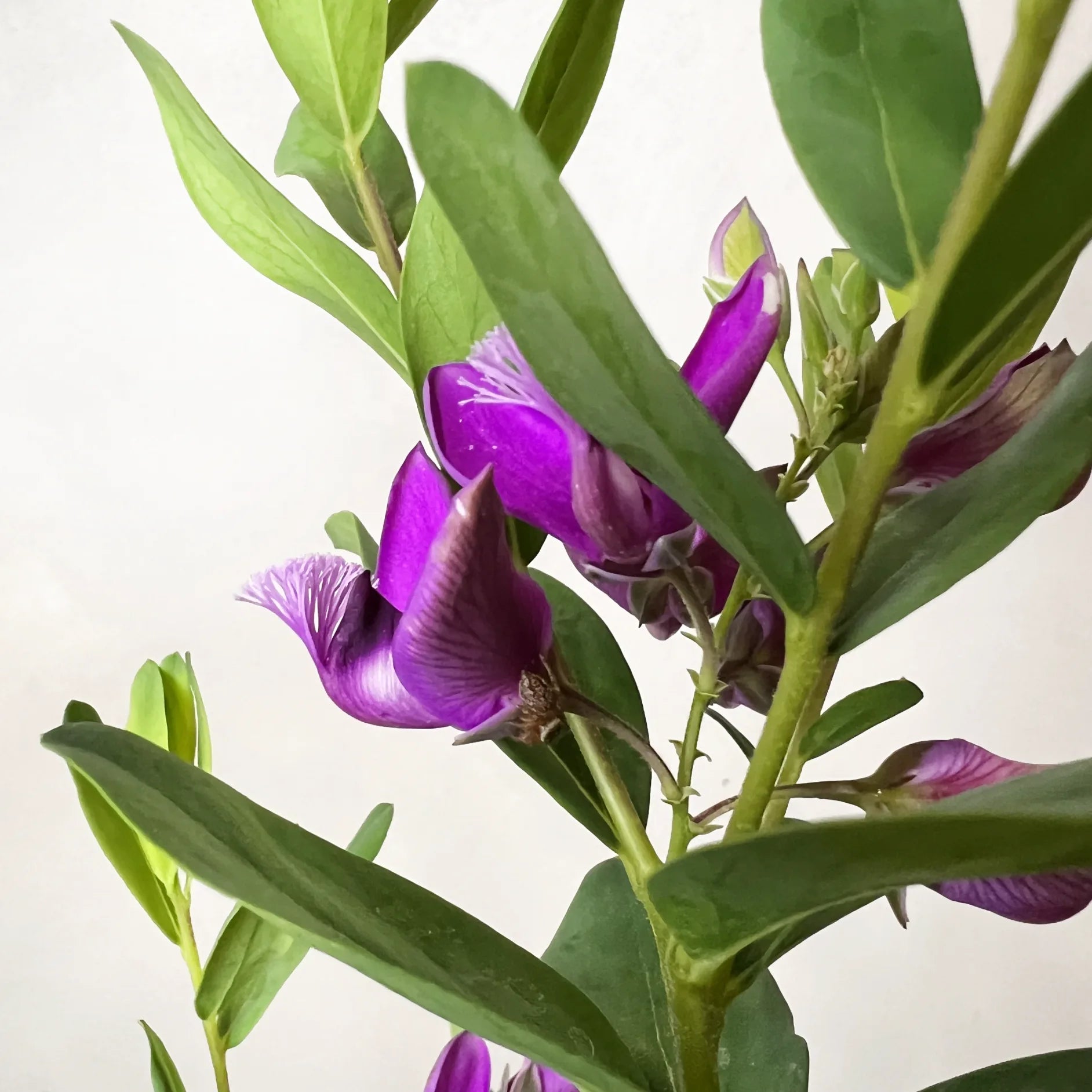 Polygala