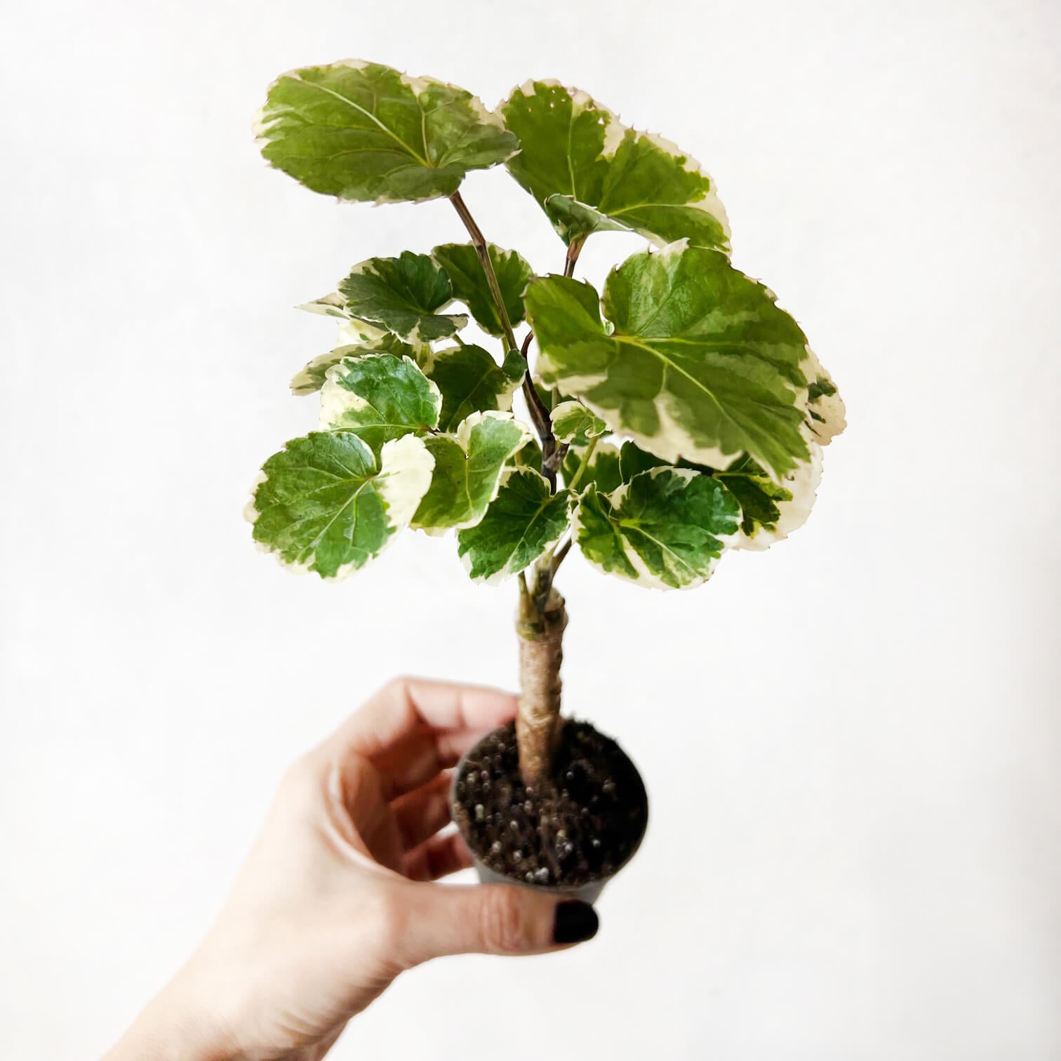 Mini Polyscias Balfouriana