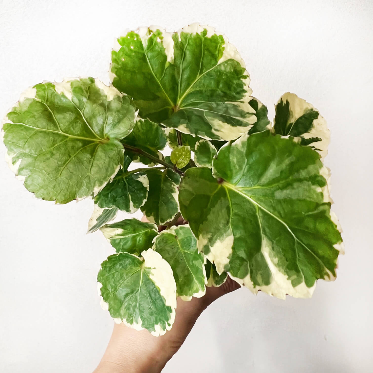 Mini Polyscias Balfouriana
