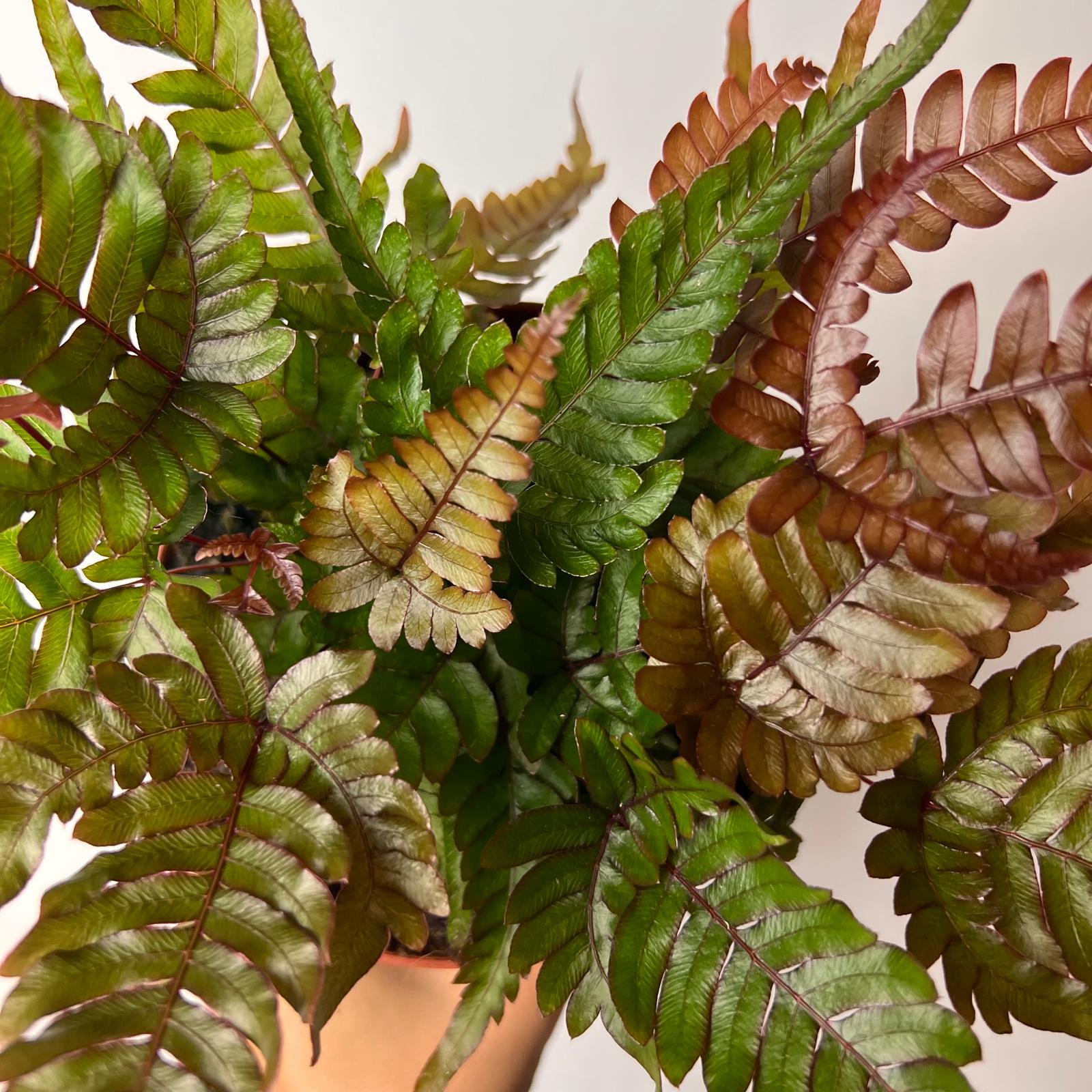 Pteris quadriaurita 'Tricolor'
