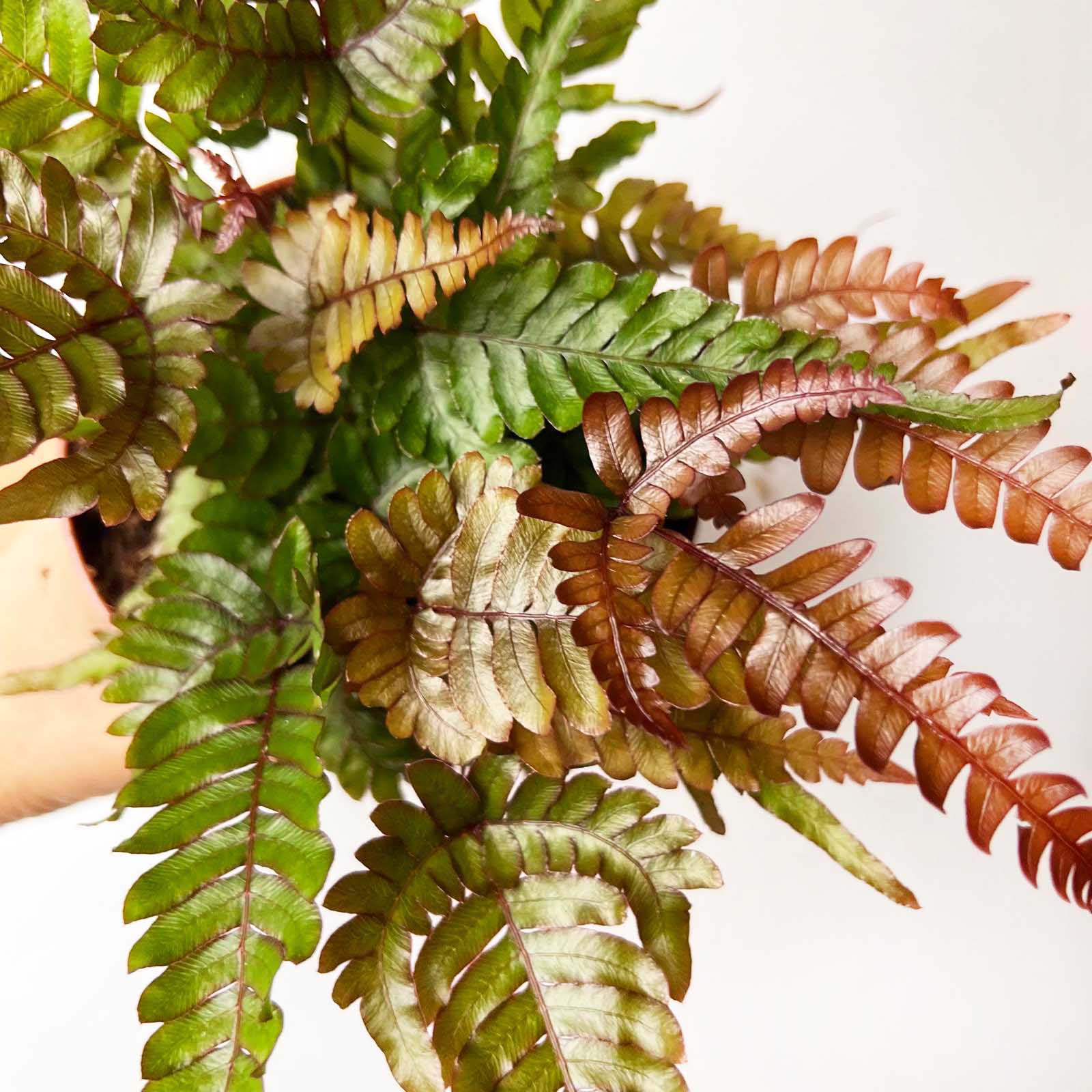Pteris quadriaurita 'Tricolor'