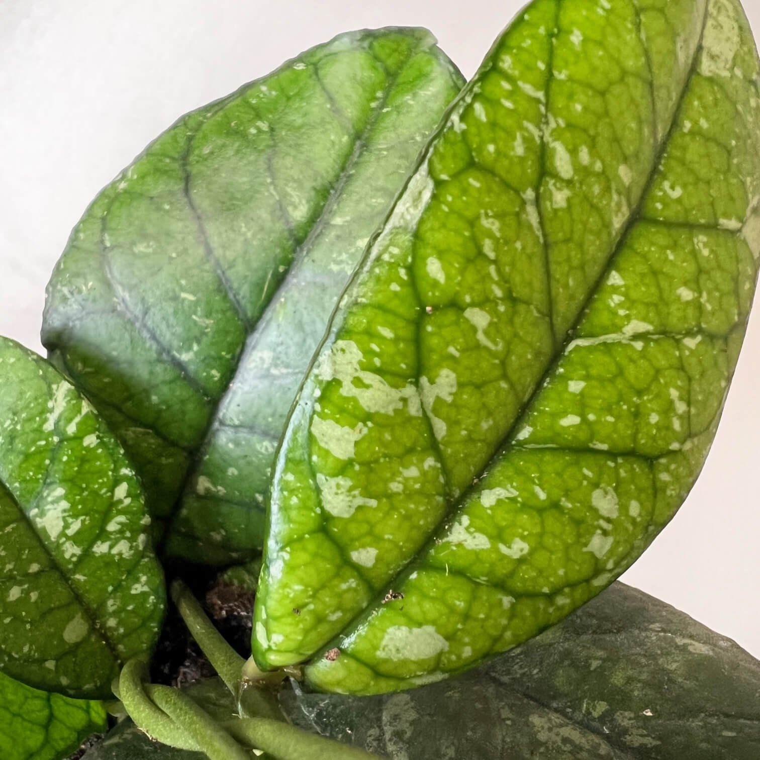 Hoya Crassipetiolata