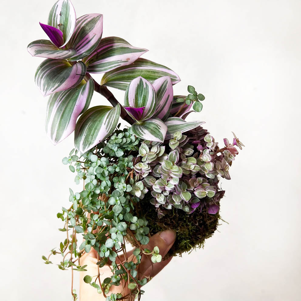 KOKET (KOKE-BOUQUET)-Flaminia