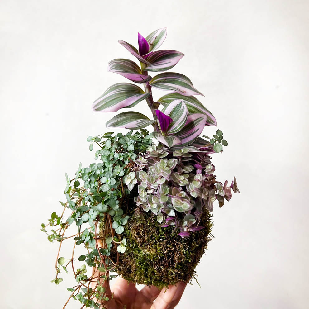 KOKET (KOKE-BOUQUET)-Flaminia