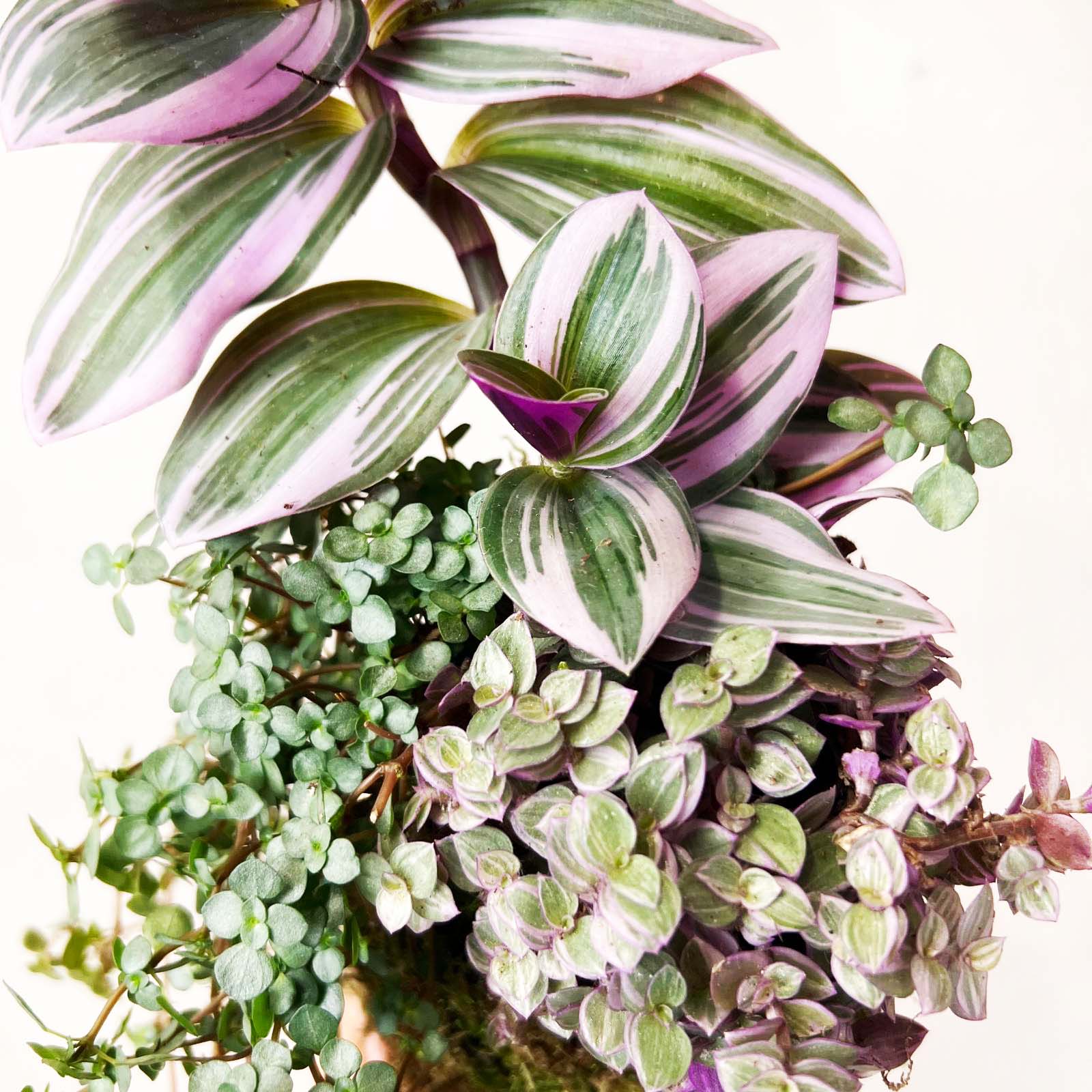 KOKET (KOKE-BOUQUET)-Flaminia