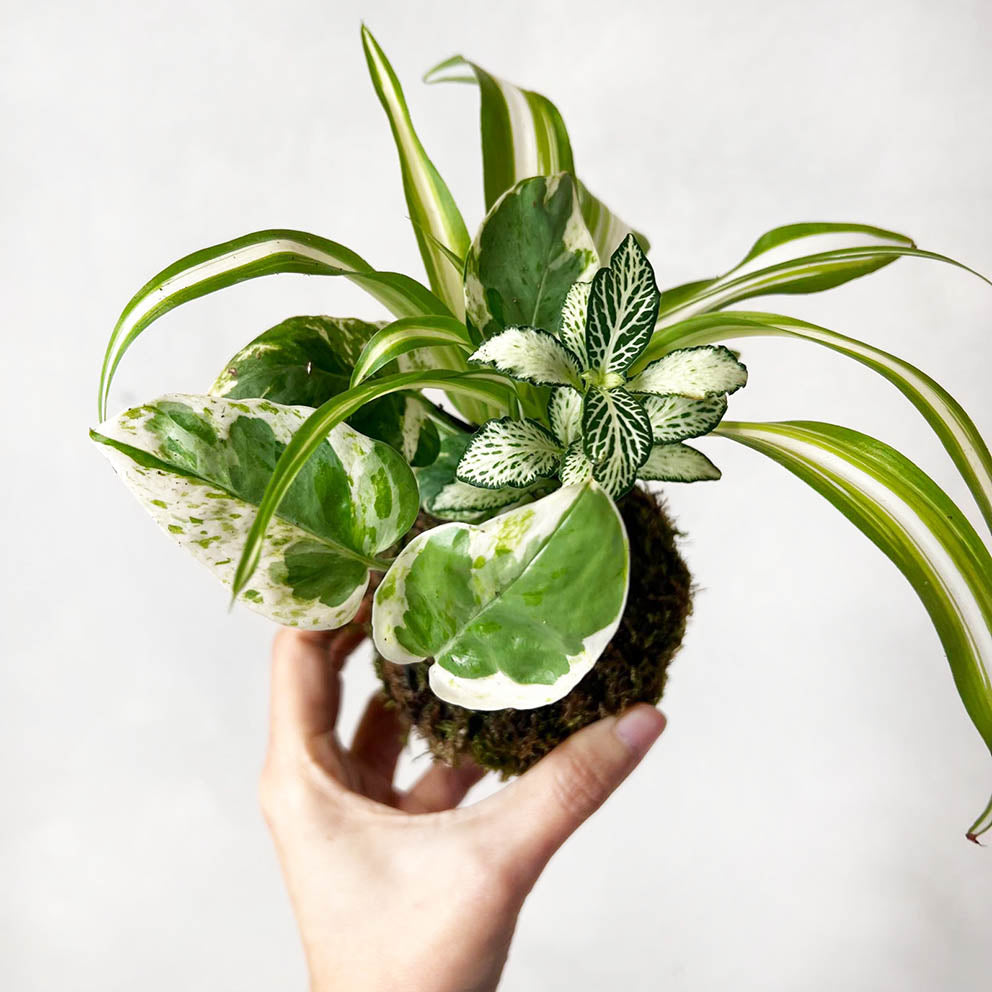 KOKET (KOKE-BOUQUET)-Jean