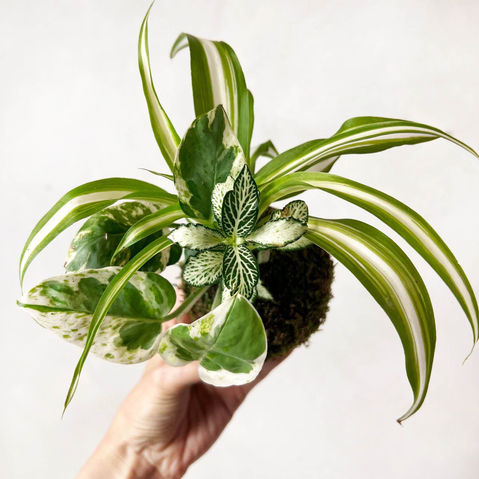 KOKET (KOKE-BOUQUET)-Jean