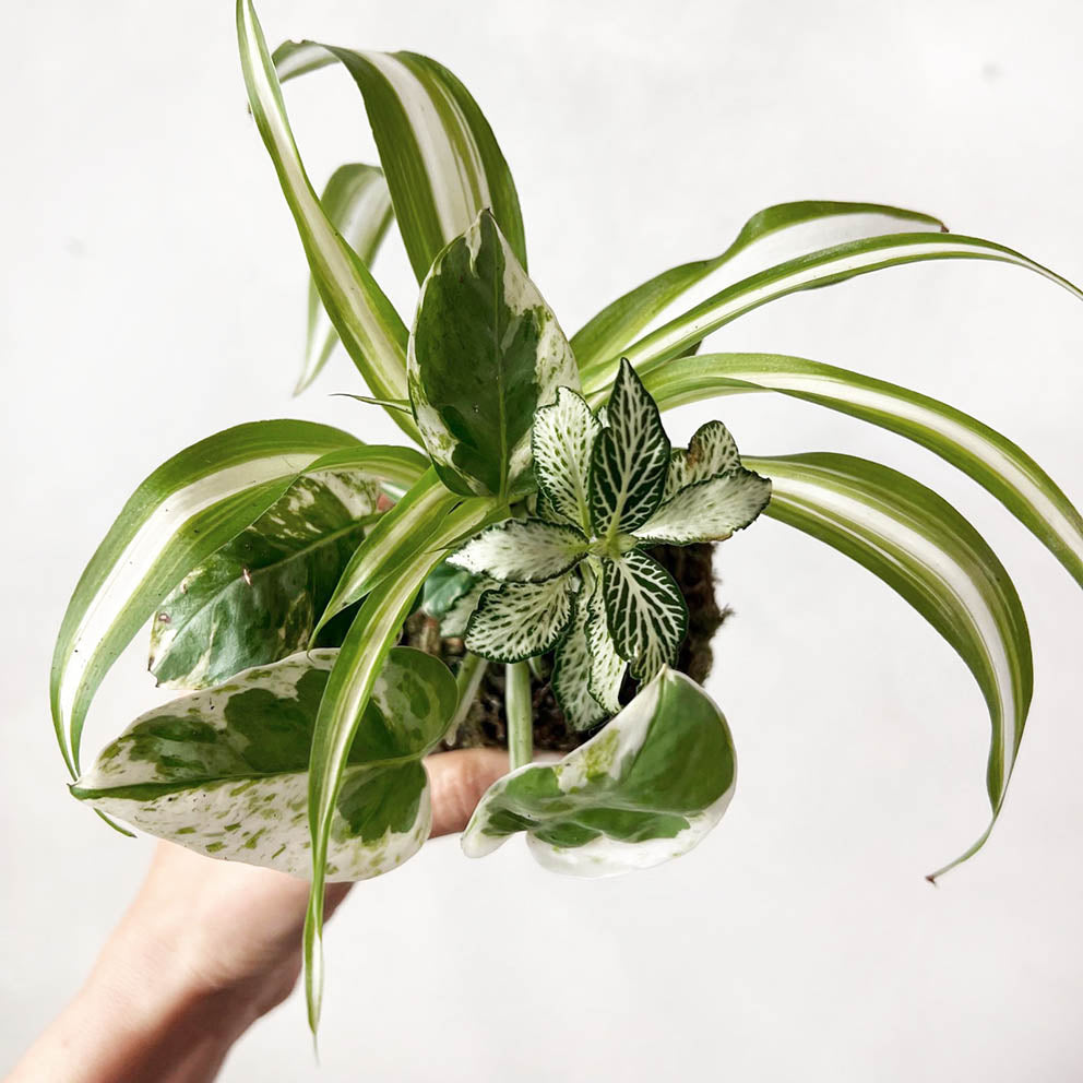 KOKET (KOKE-BOUQUET)-Jean