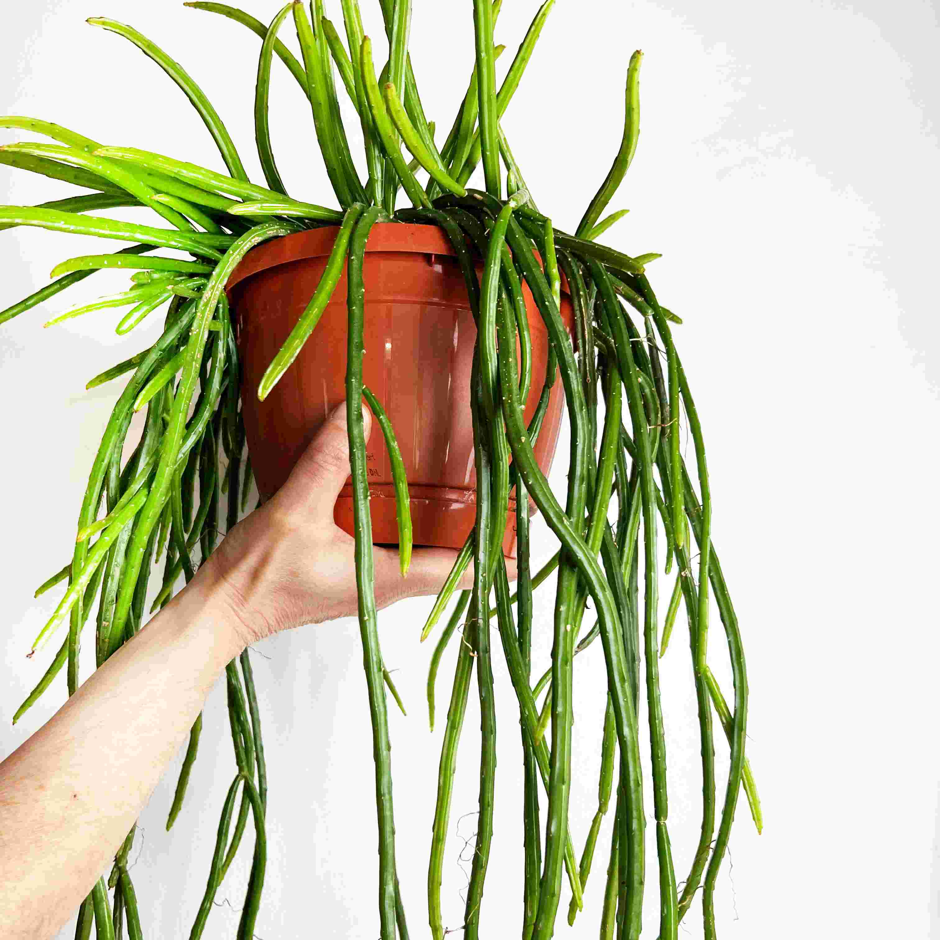 Rhipsalis Selenicereus