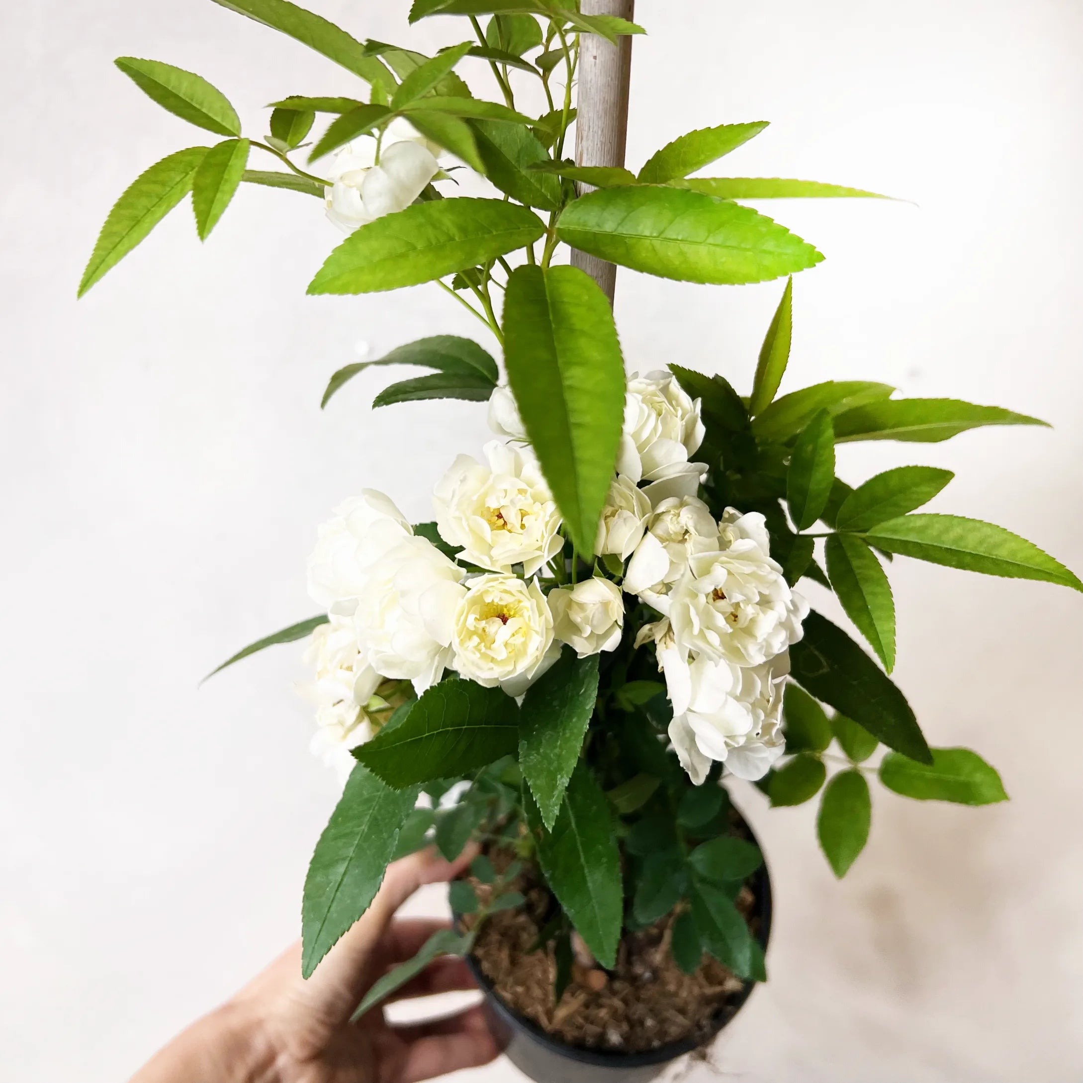 Rosa Banksiae Alba Plena