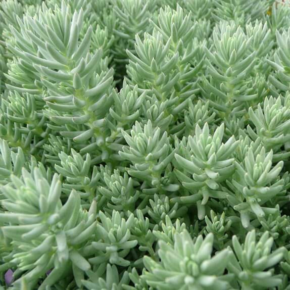 Sedum Reflexum