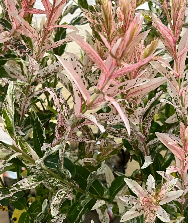 Salix integra Flamingo