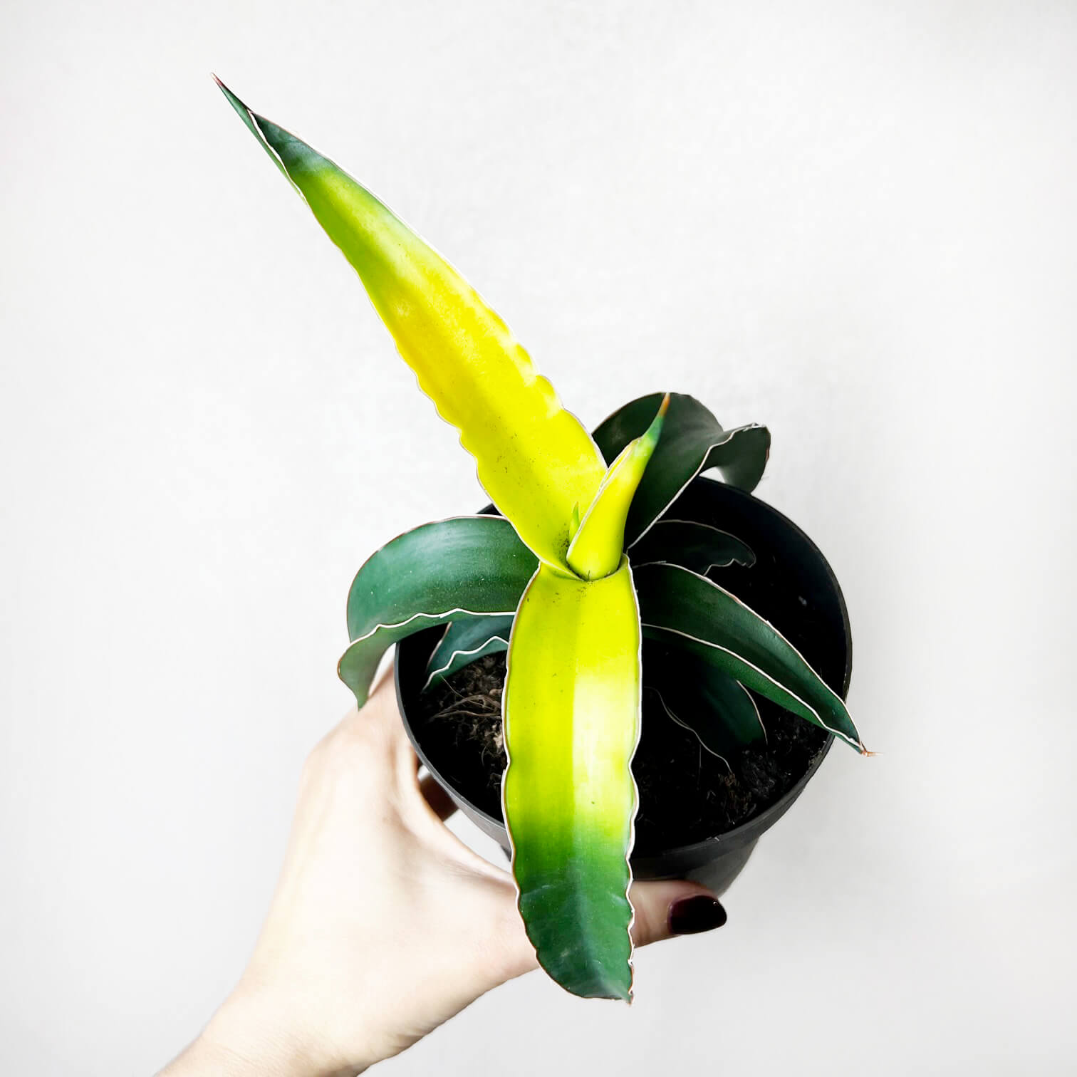 Sansevieria Star Canary