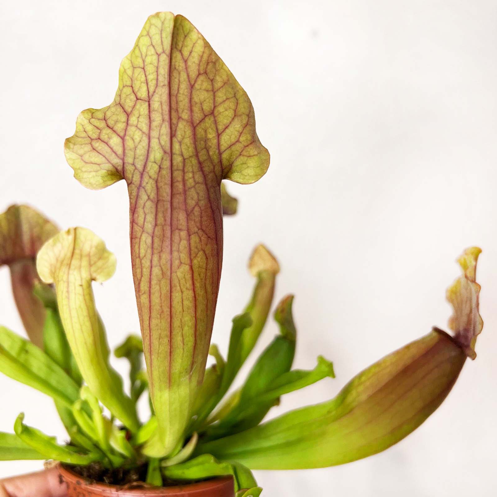 Sarracenia 'Marron'