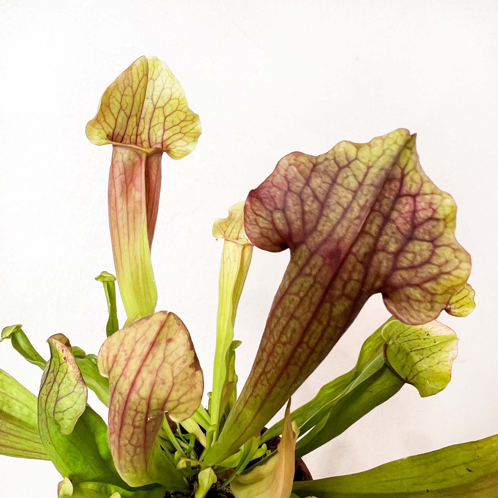 Sarracenia 'Marron'