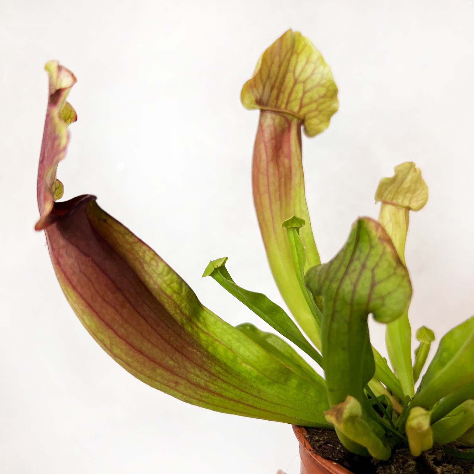 Sarracenia 'Marron'