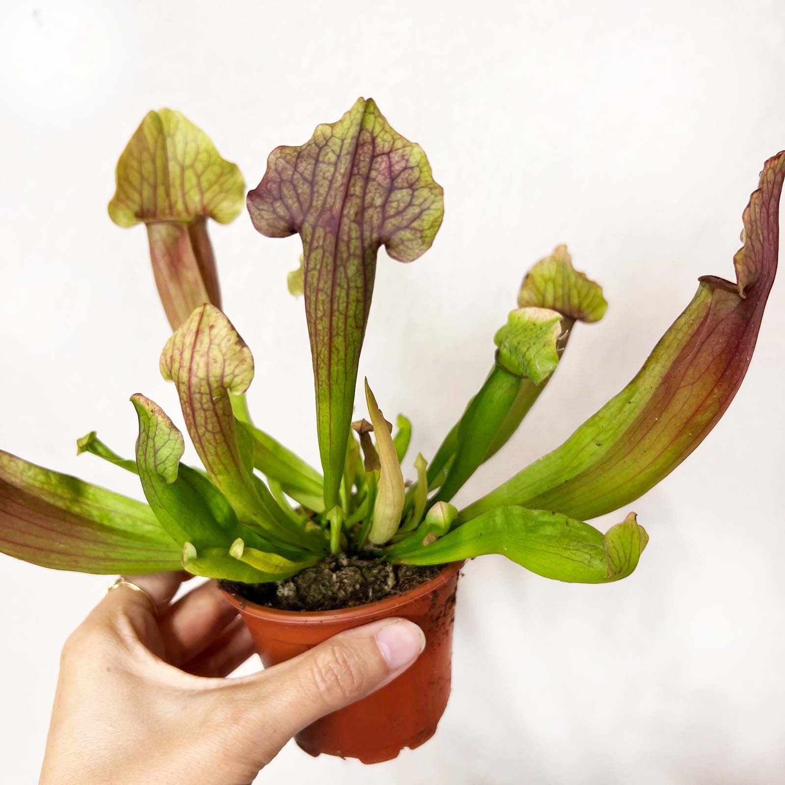 Sarracenia 'Marron'