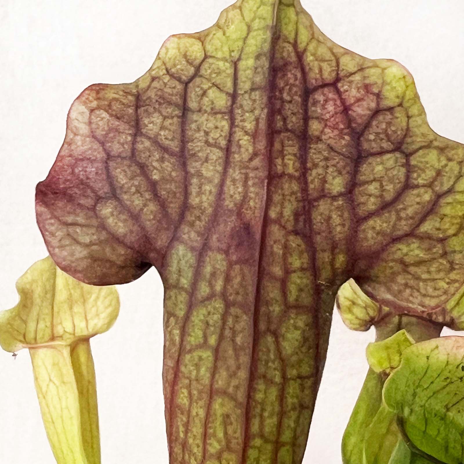 Sarracenia 'Marron'