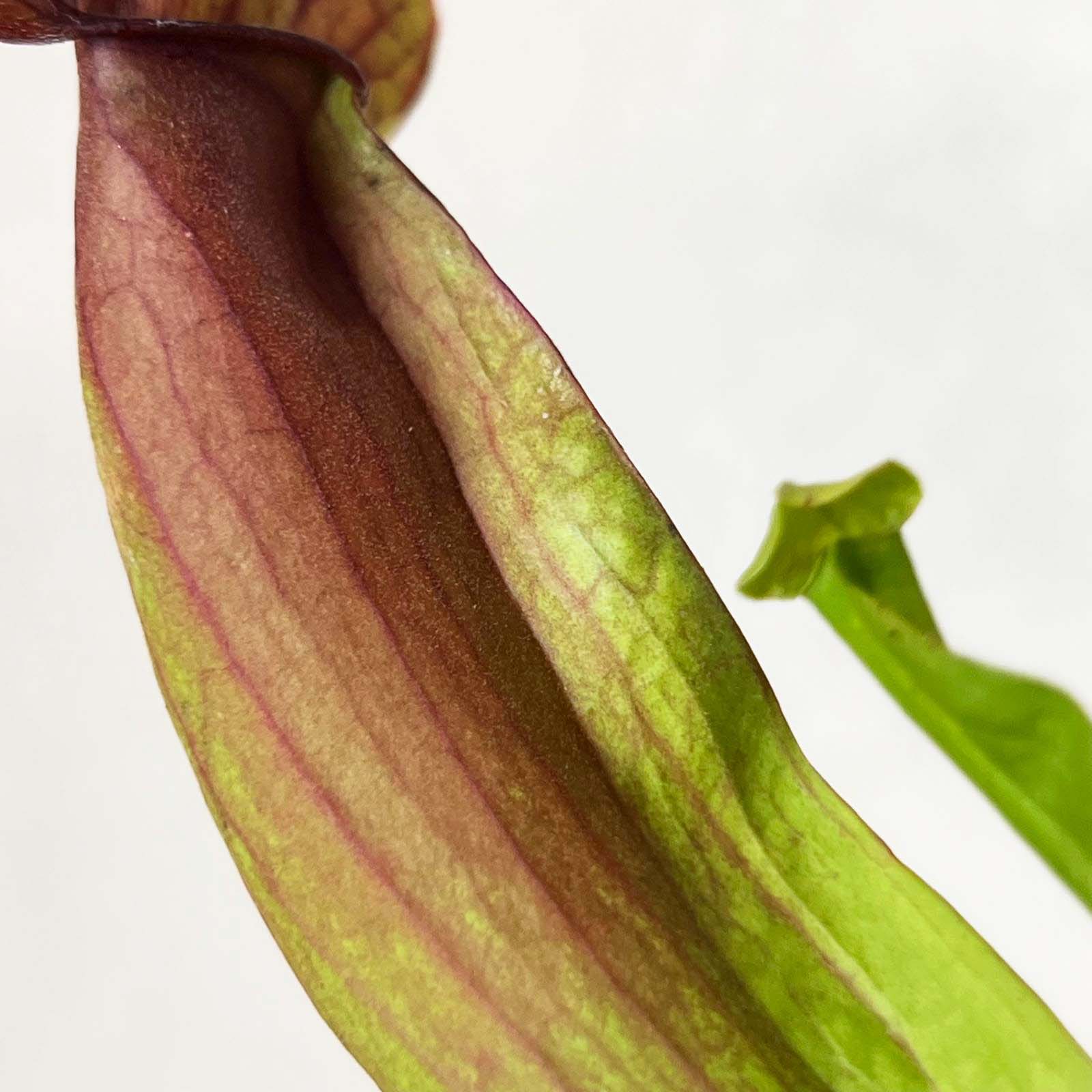 Sarracenia 'Marron'
