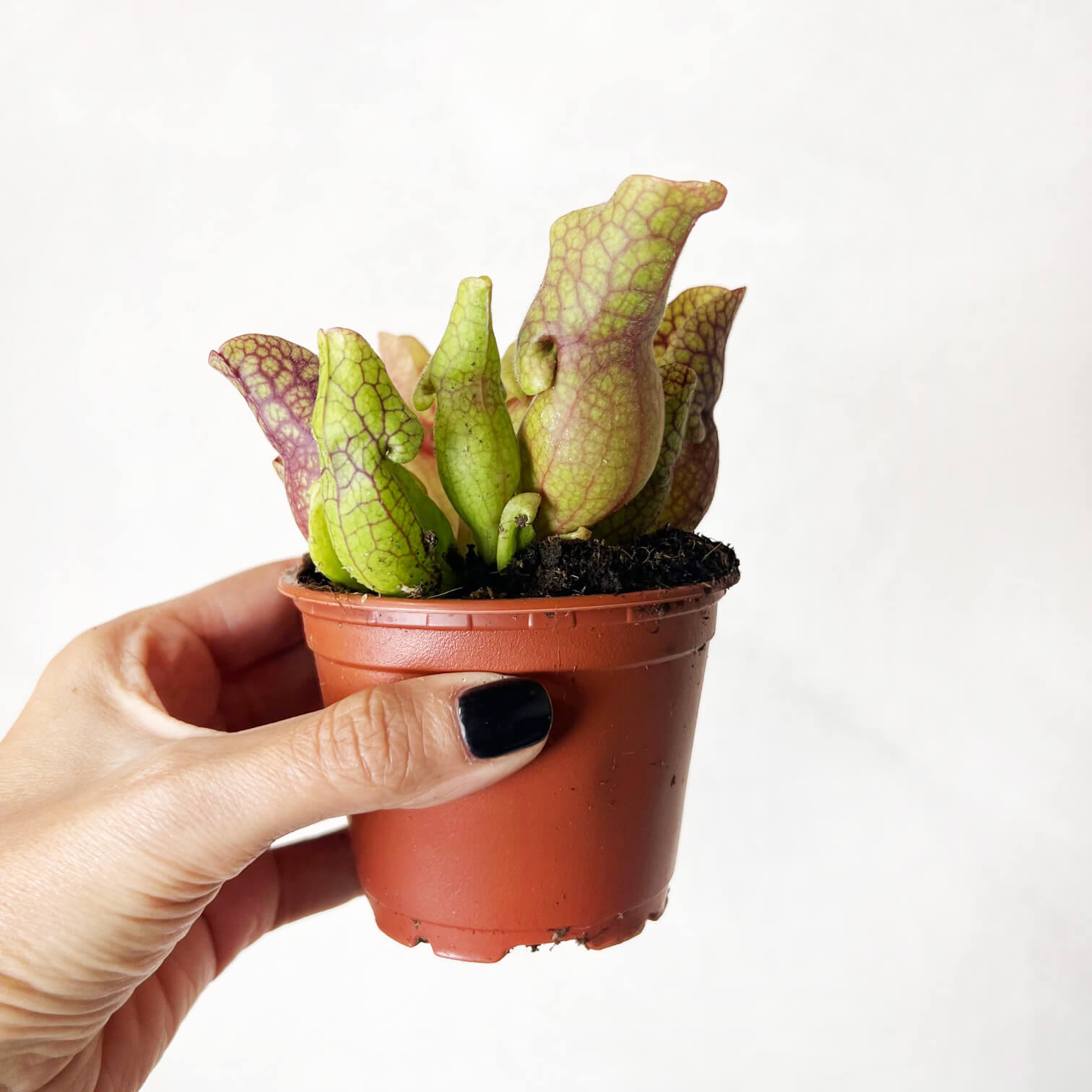 Sarracenia purpurea venosa 'Sylwia'