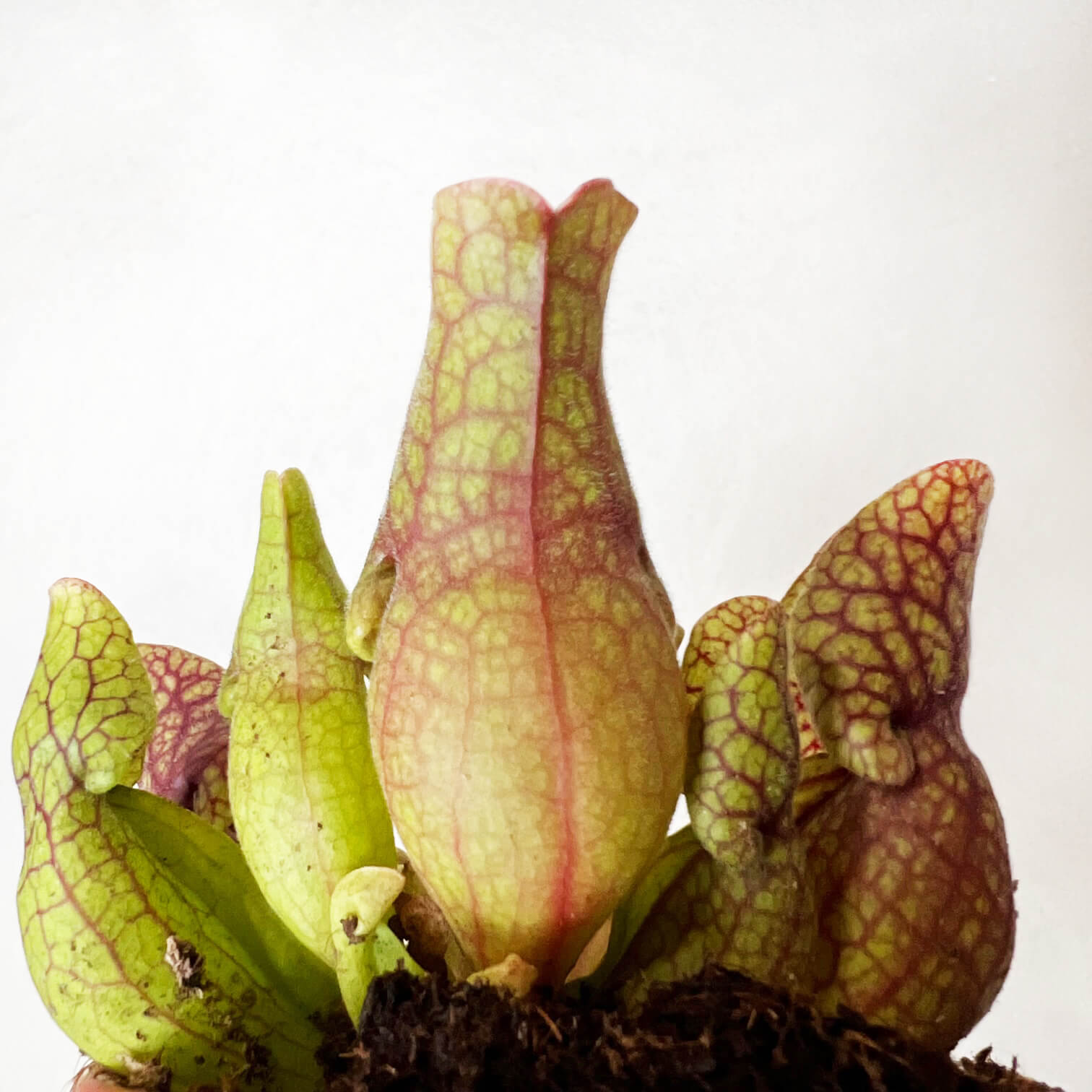 Sarracenia purpurea venosa 'Sylwia'
