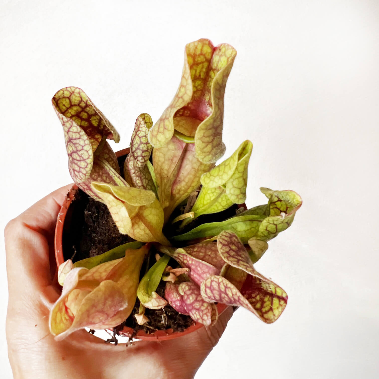 Sarracenia purpurea venosa 'Sylwia'