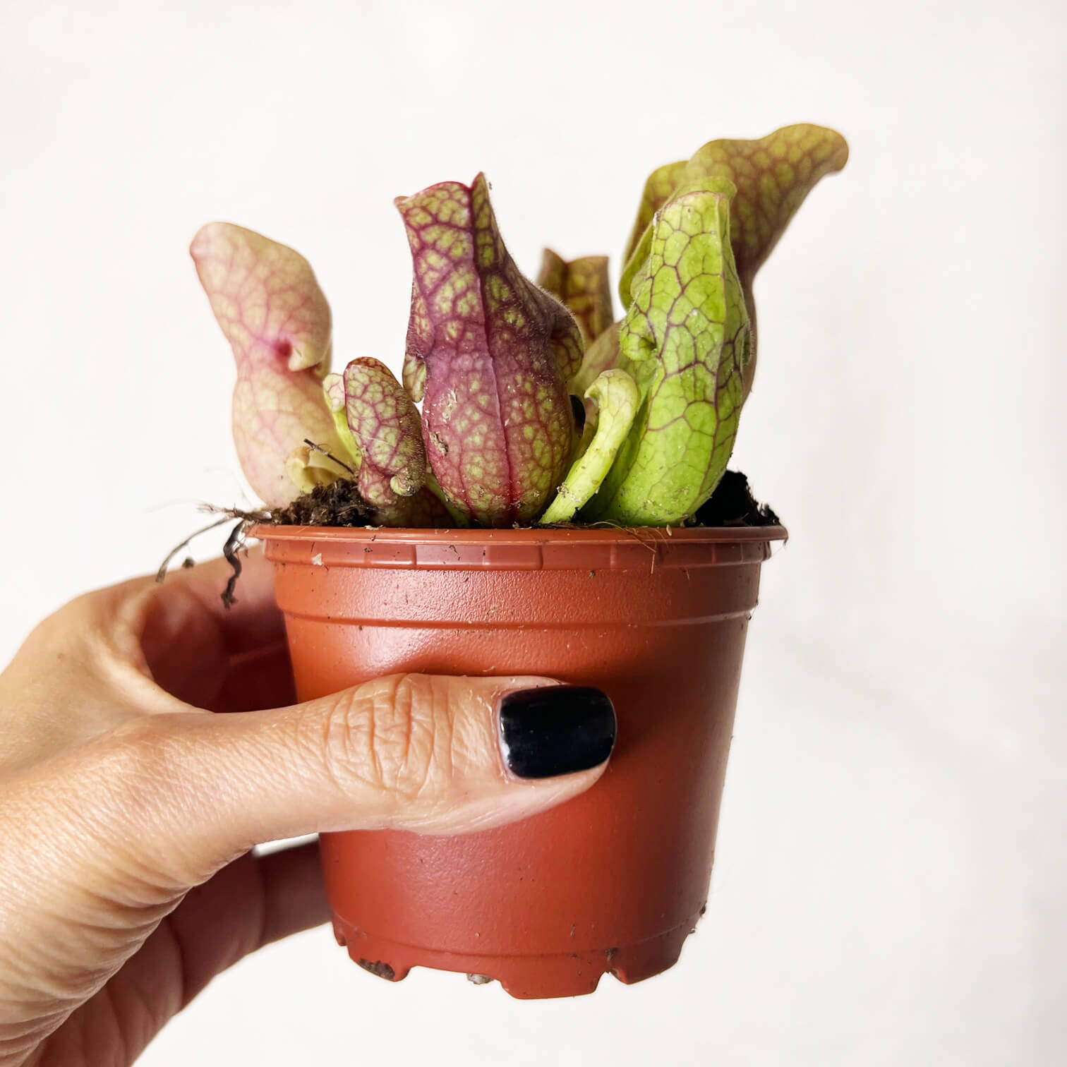 Sarracenia purpurea venosa 'Sylwia'