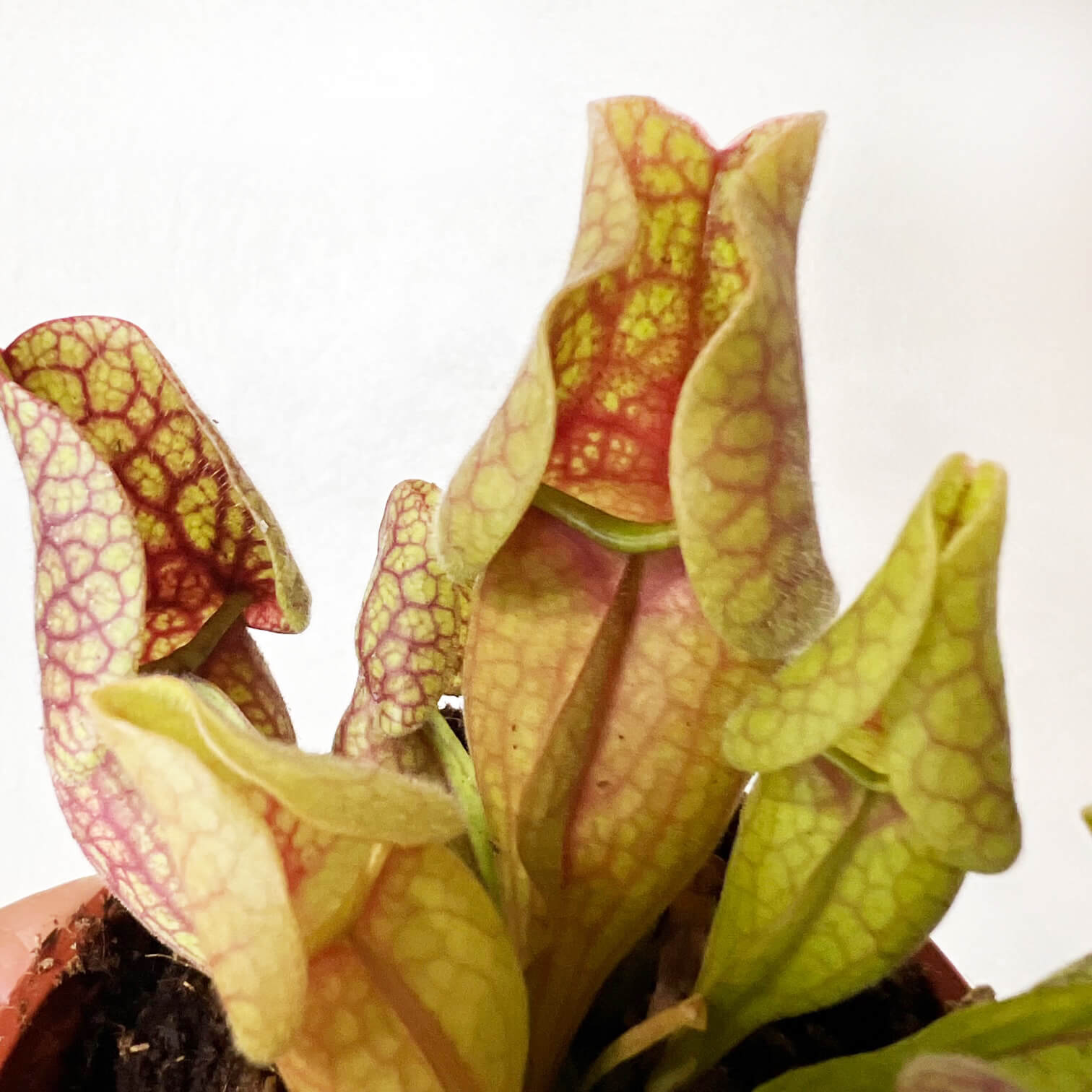 Sarracenia purpurea venosa 'Sylwia'