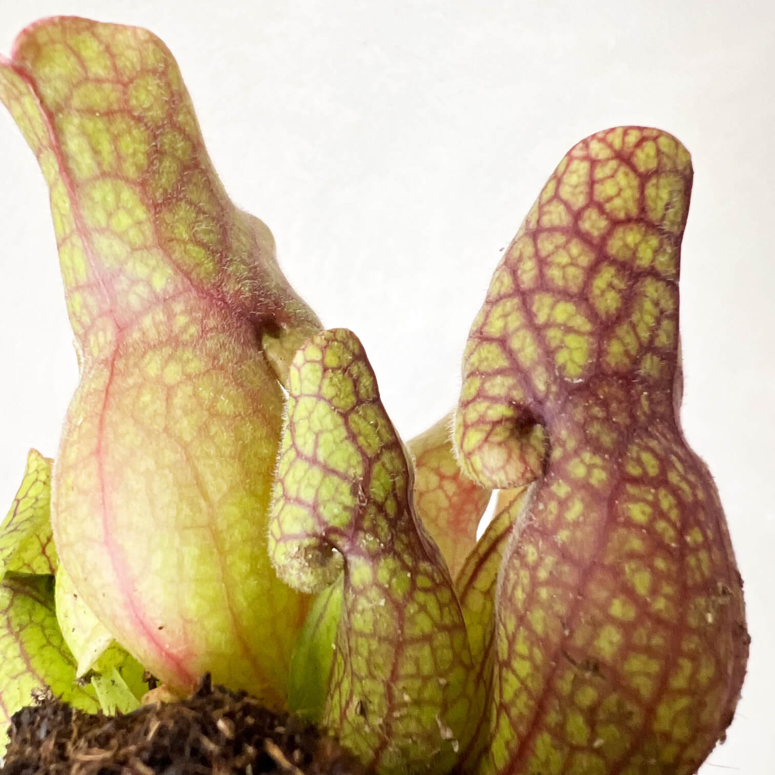 Sarracenia purpurea venosa 'Sylwia'