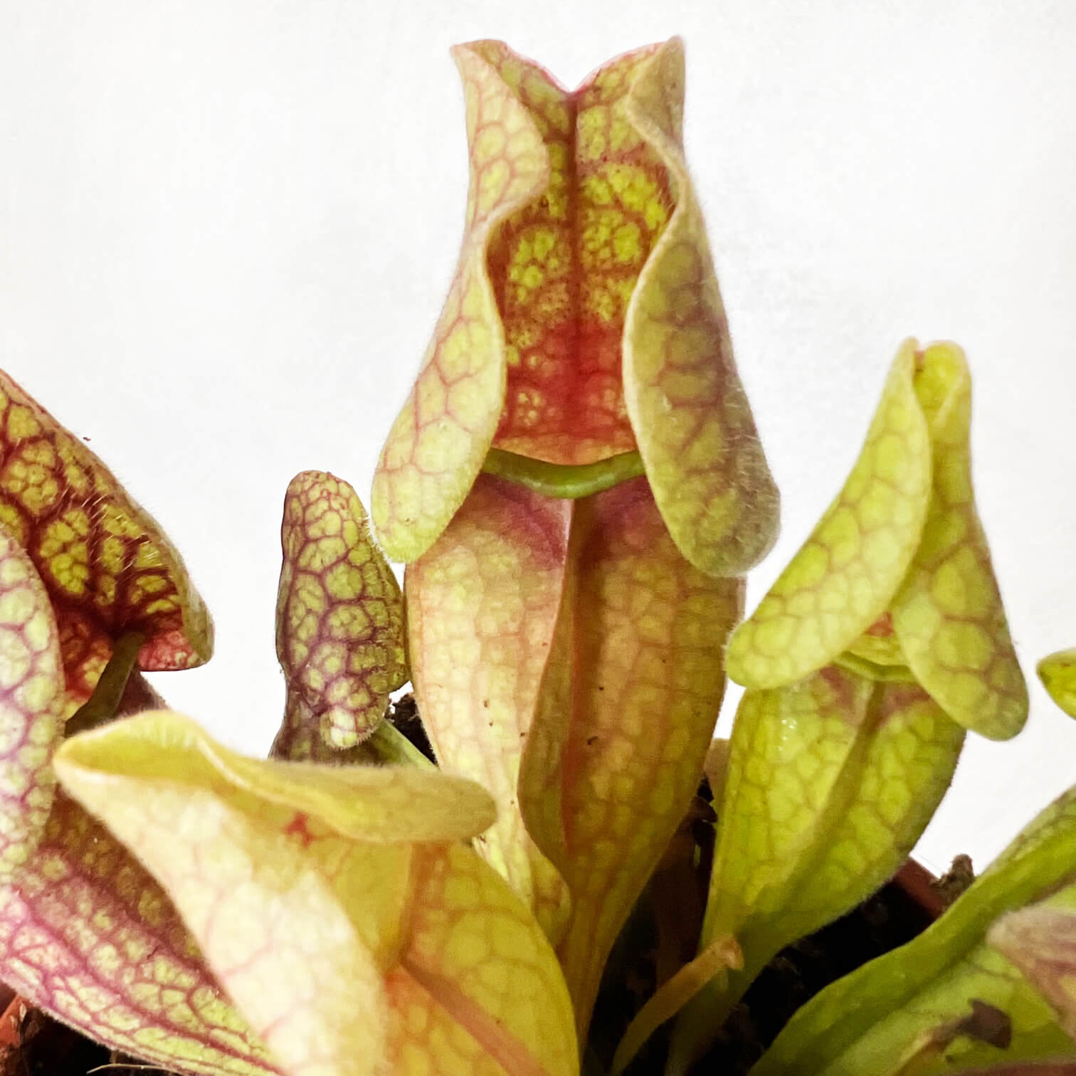 Sarracenia purpurea venosa 'Sylwia'