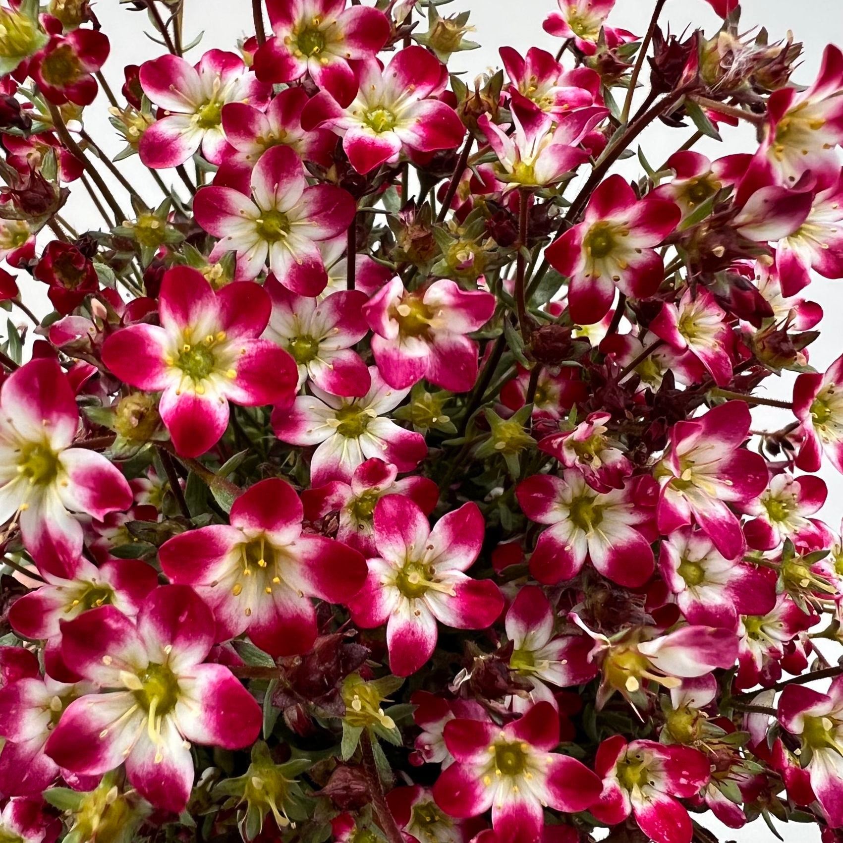Saxifraga x Arendsii bicolor