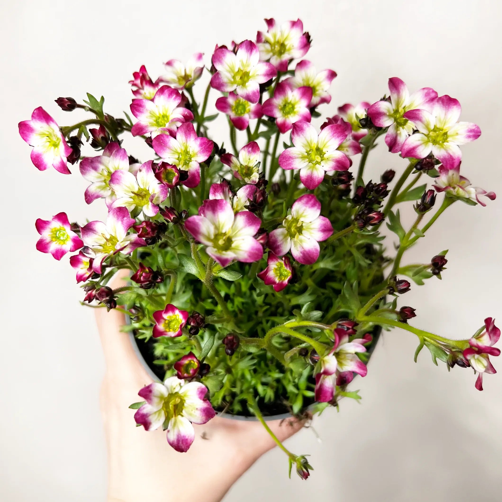 Saxifraga Arendsii Marto Rose