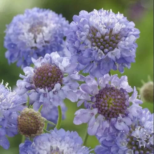 Scabiosa columbaria