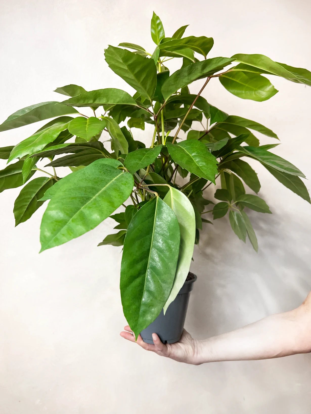 Schefflera actinophylla Amate