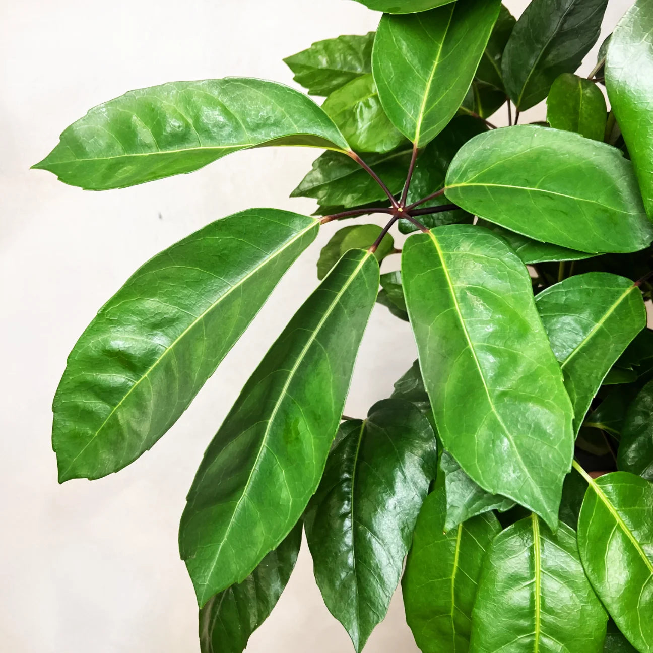 Schefflera actinophylla Amate