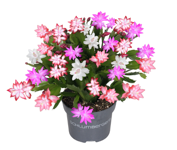 Schlumbergera mixed 4 colours