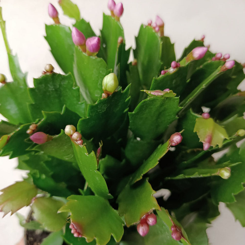 Schlumbergera mixed 4 colours (natalina)